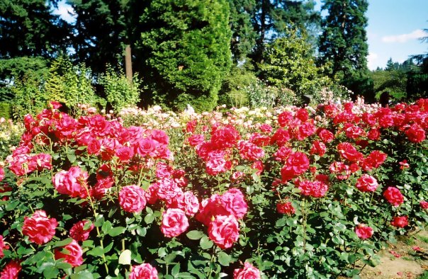 PortlandRoseGarden
