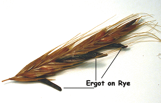 ergotonrye